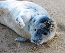 BSL Staff assist at the Horsey Seal Colony, North Norfolk.